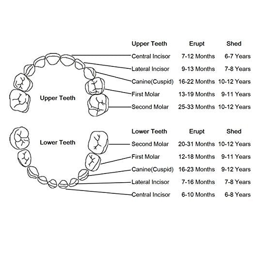 Baby Tooth Box Baby Lanugo Tooth Box